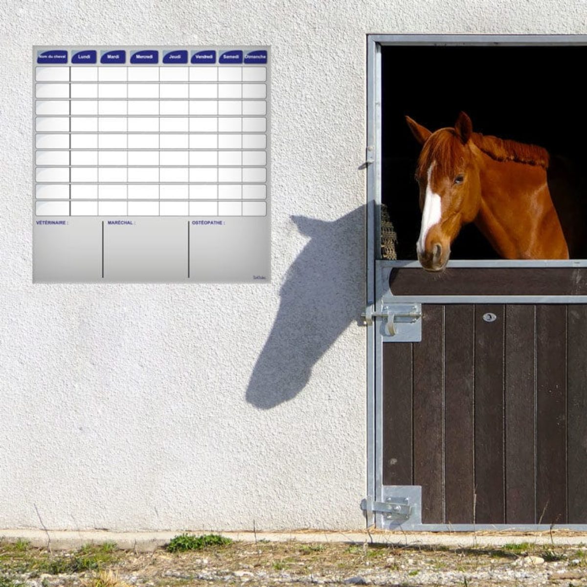 Planning journalier et vétérinaire effaçable 100x100 cm. - Boxprotec