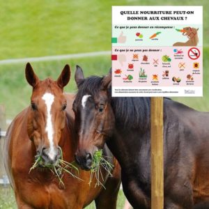 panneau nourriture interdite et autorisé à donner aux chevaux
