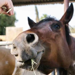 Aliments interdits aux chevaux